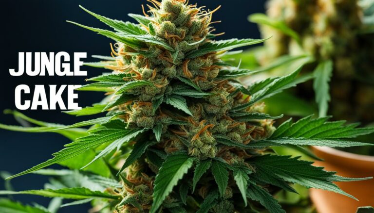 Jungle Cake: The Exotic and Potent Hybrid